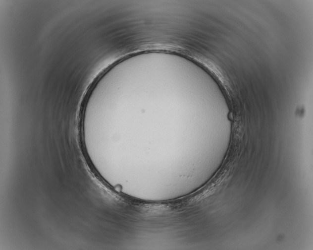 X0000096681135200802261510