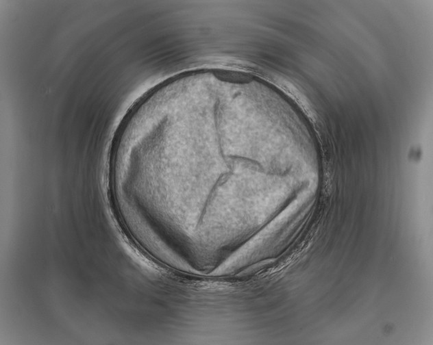 X0000096681136200802261510