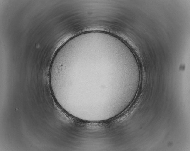 X0000096681137200802261510