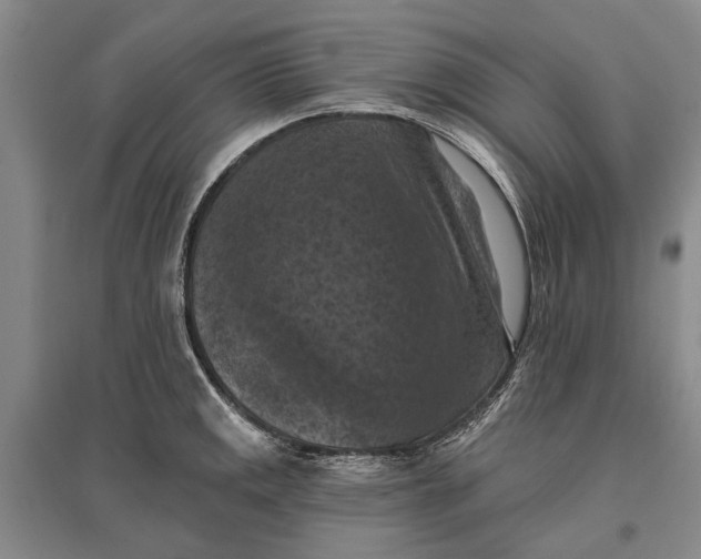 X0000096681141200802261510