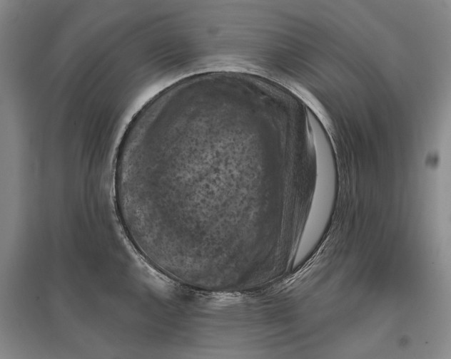 X0000096681144200802261510