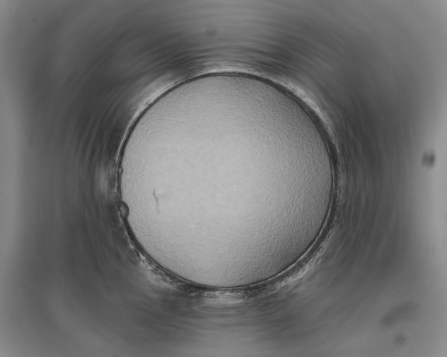 X0000096681145200802261510