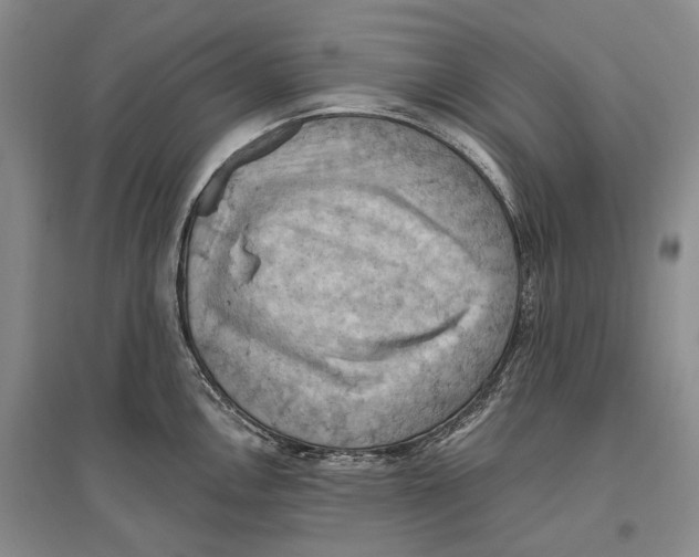 X0000096681146200802261510