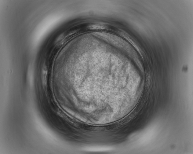 X0000096681151200802261510