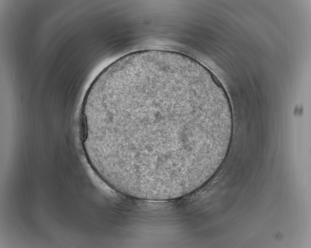 X0000096681152200802261510