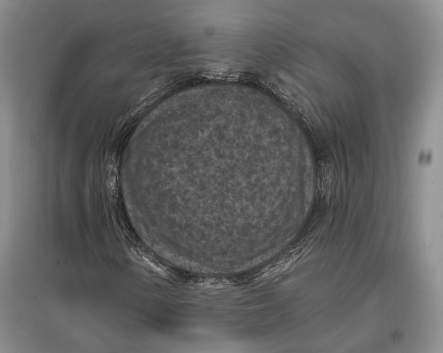X0000096681154200802261509
