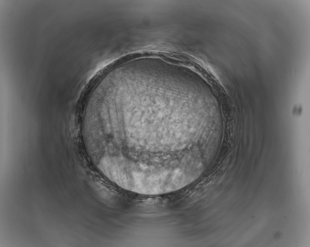 X0000096681160200802261509
