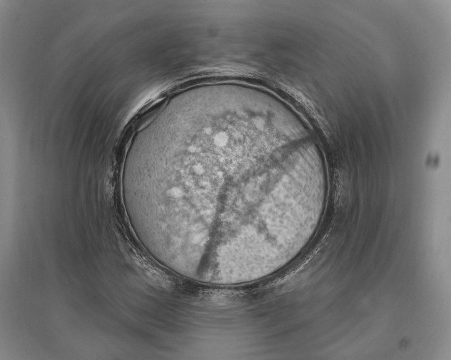 X0000096681163200802261509