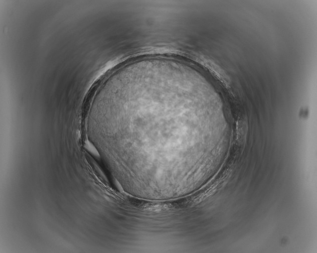 X0000096681165200802261509