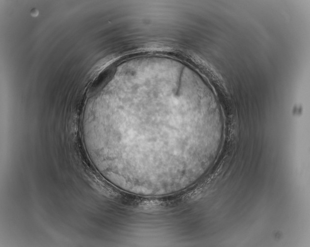 X0000096681169200802261509
