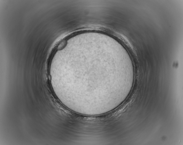 X0000096681172200802261509