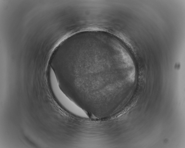 X0000096681173200802261509