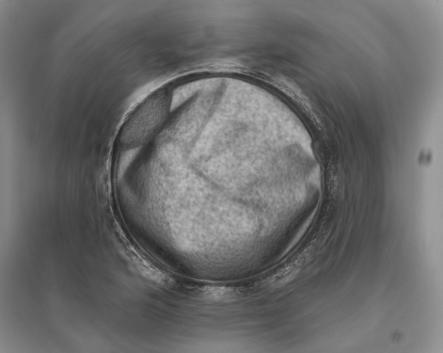 X0000096681176200802261509