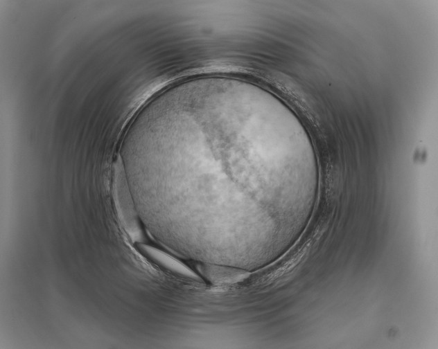 X0000096681177200802261509