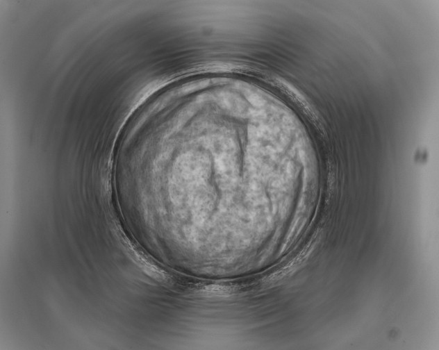 X0000096681178200802261509