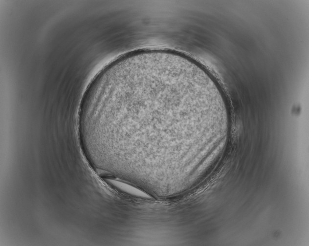 X0000096681183200802261509