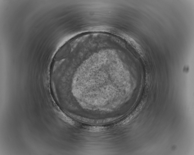 X0000096681184200802261509