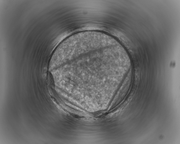 X0000096681185200802261509