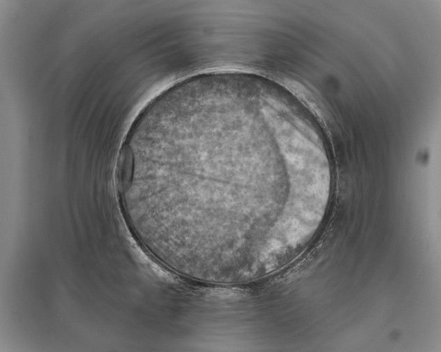 X0000096681189200802261509