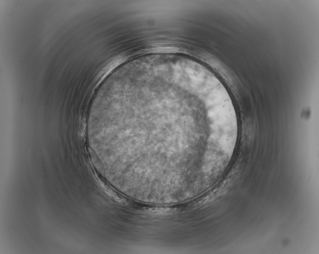 X0000096681193200802261509