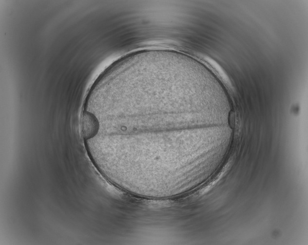 X0000096681196200802261509