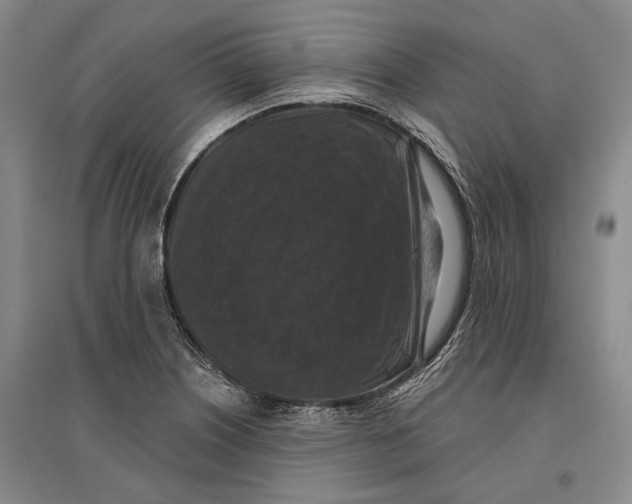 X0000096681226200802261508