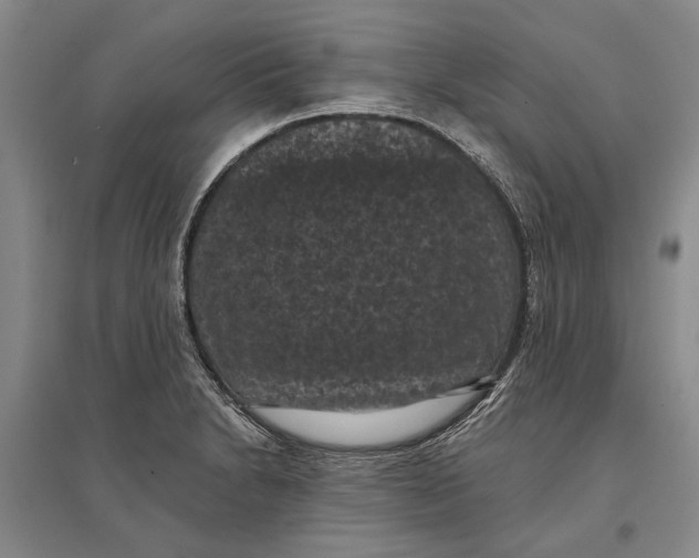 X0000096681230200802261508