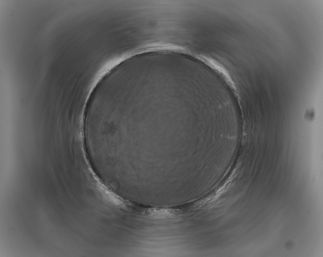 X0000096681231200802261508