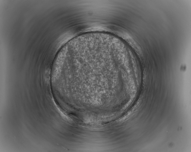 X0000096681233200802261508