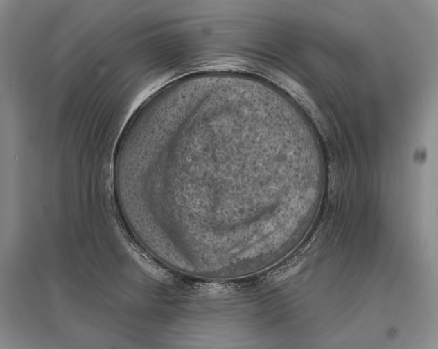 X0000096681234200802261508