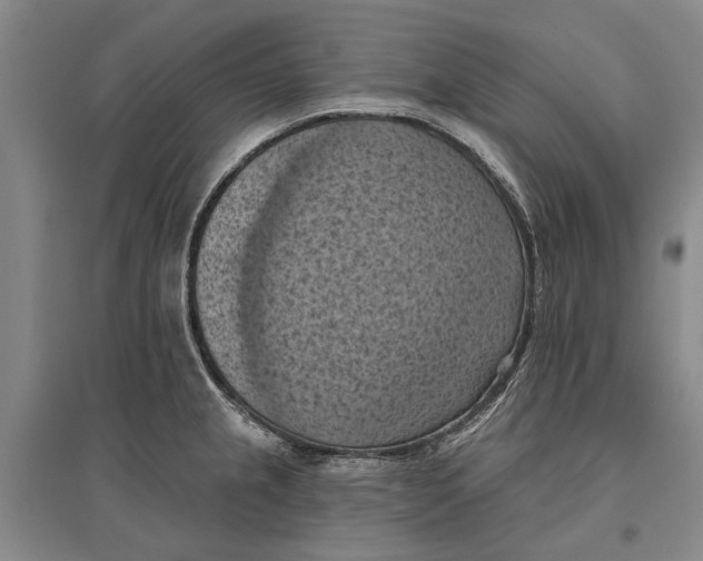 X0000096681237200802261508