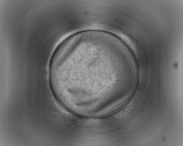 X0000096681238200802261508