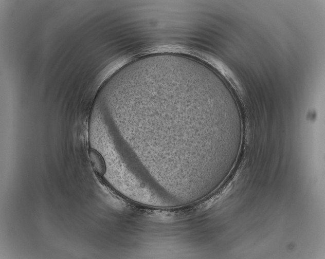 X0000096681241200802261508