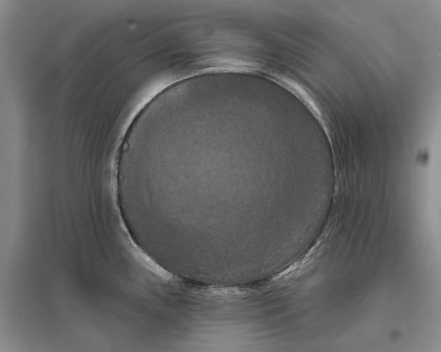 X0000096681243200802261508