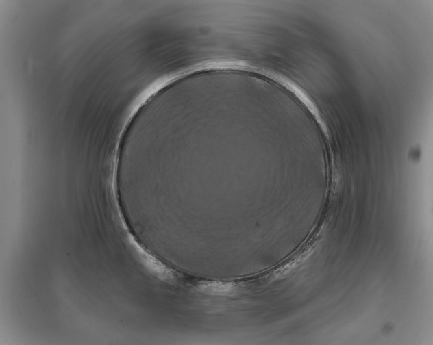 X0000096681245200802261508