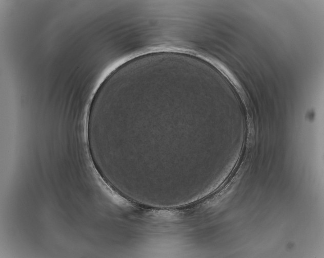 X0000096681246200802261508