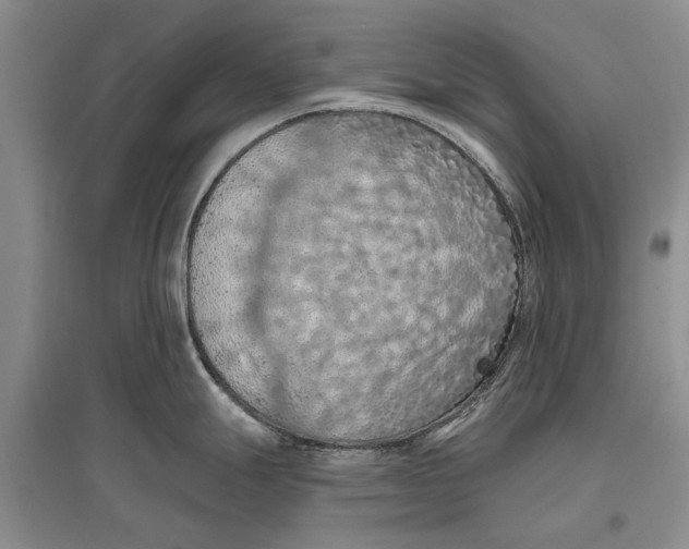 X0000096681247200802261508
