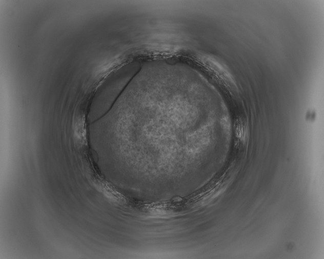 X0000096681252200802261508