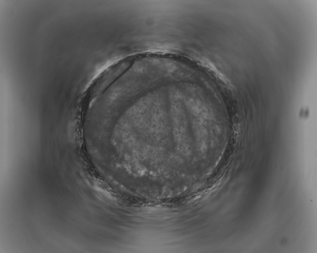 X0000096681256200802261508