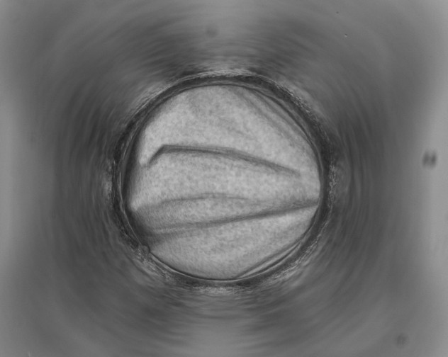 X0000096681257200802261508