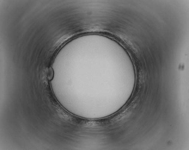 X0000096681265200802261508