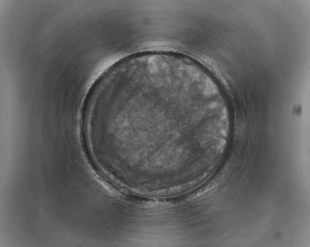 X0000096681277200802261507
