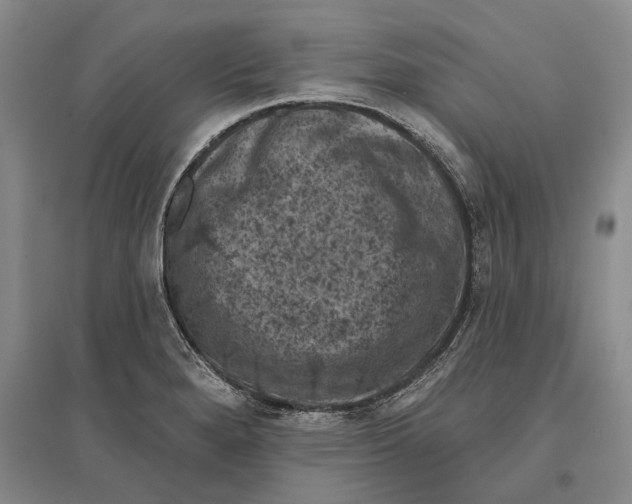 X0000096681280200802261507