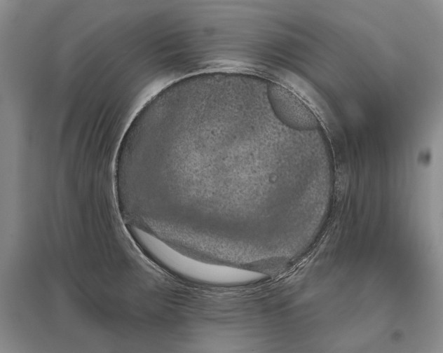 X0000096681283200802261507