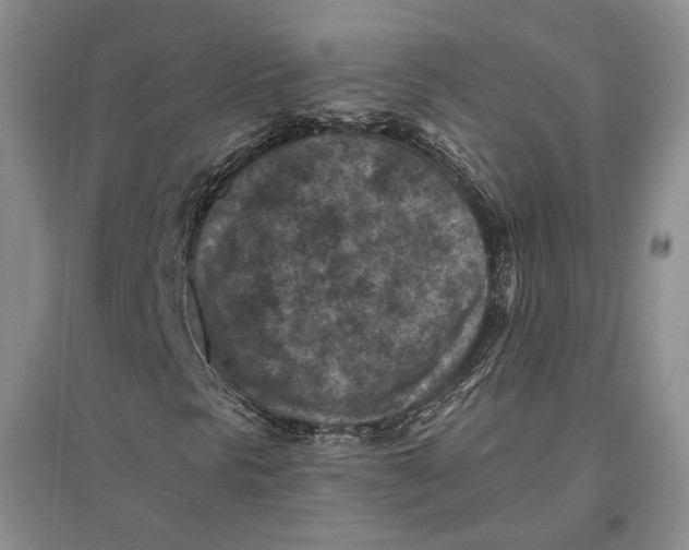 X0000096681297200802261506