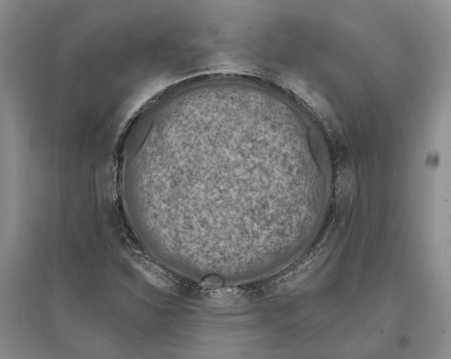 X0000096681310200802261507