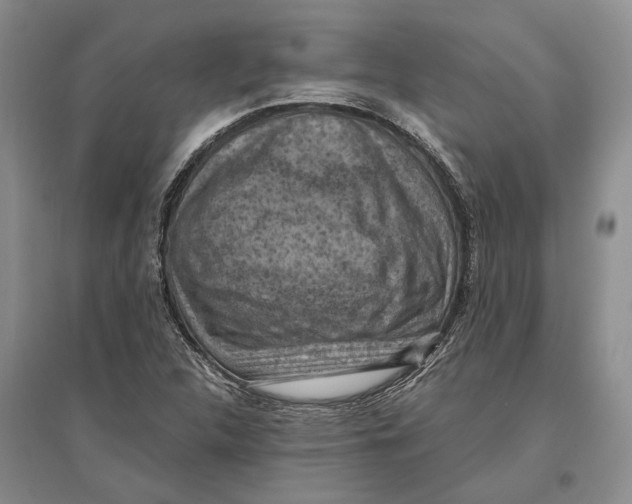 X0000096681312200802261507