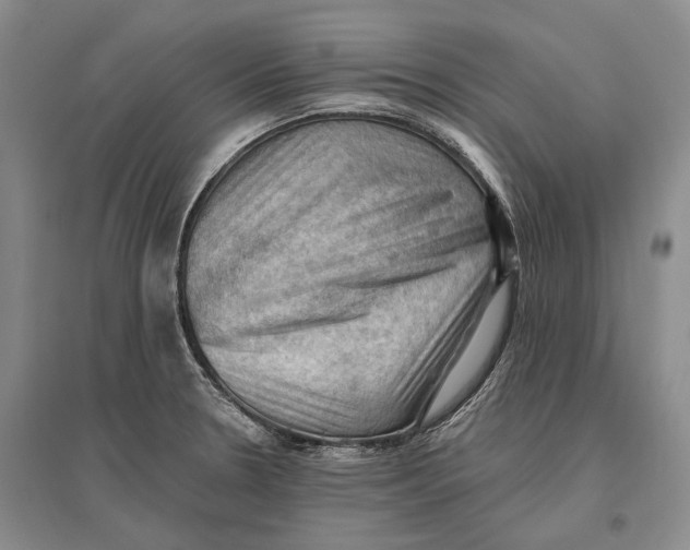 X0000096681330200802261507