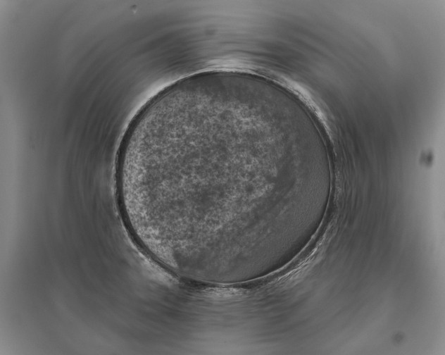 X0000096681331200802261507