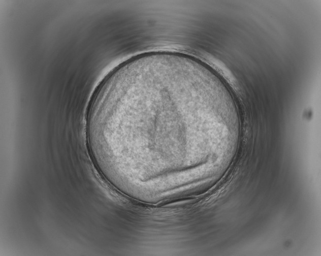 X0000096681332200802261507